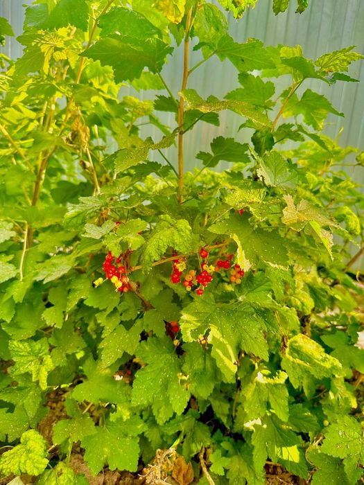 Продам дачу с домом С/о Химик