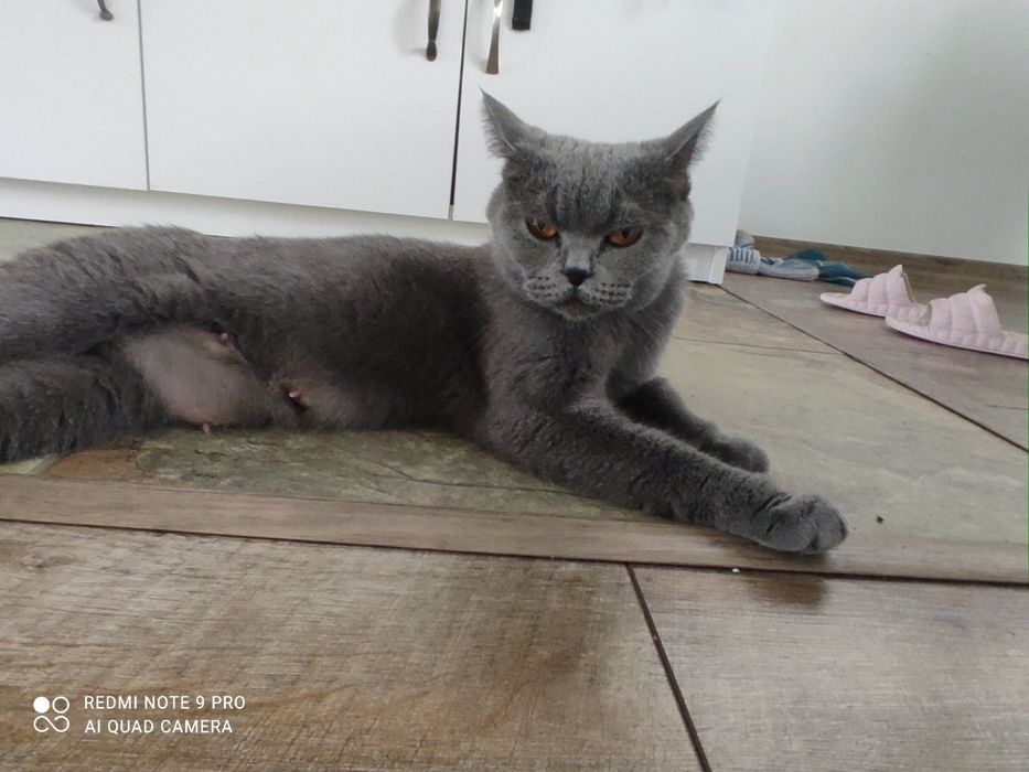 Британски сини късокосмести котета