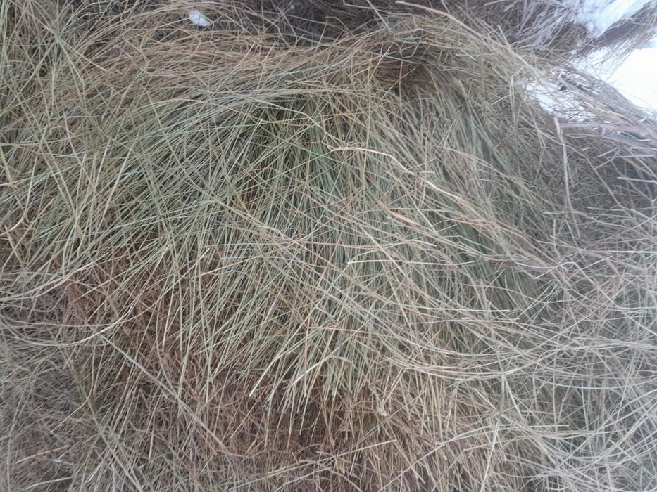Продам сена в рулонах