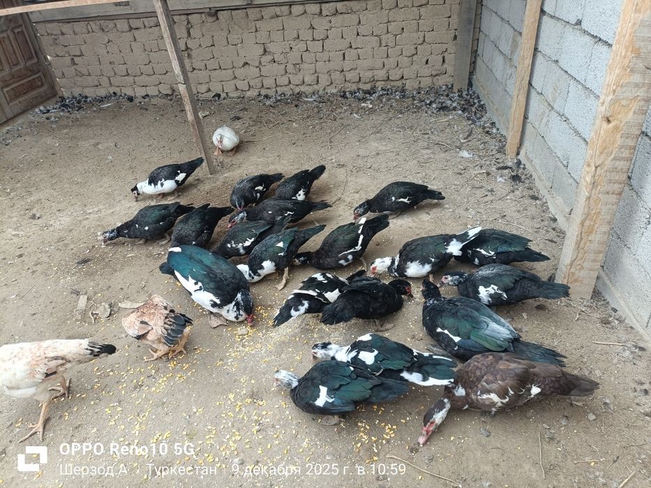 Индаутка сатылад