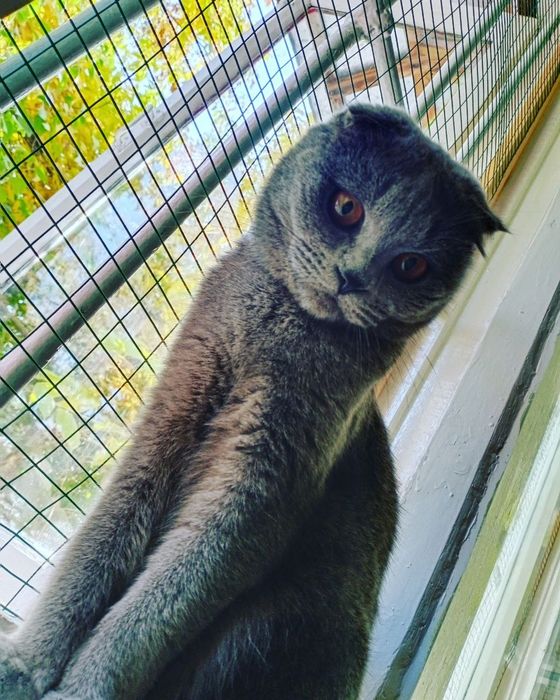 Продаются котята