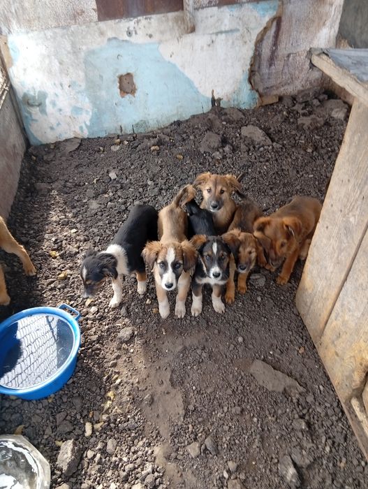 Отдам щенков в хорошие руки