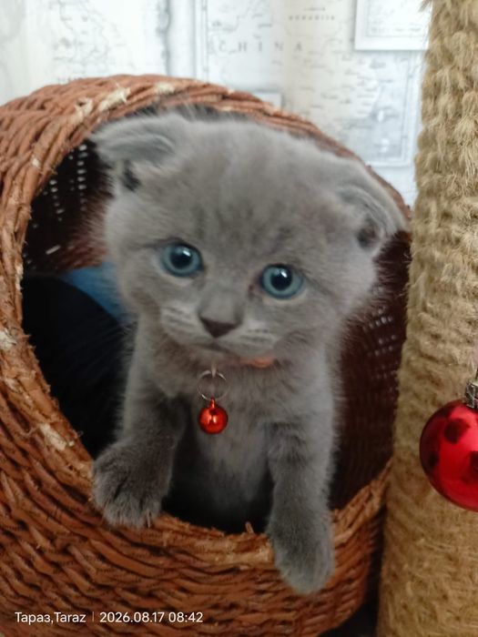 Продаются котята