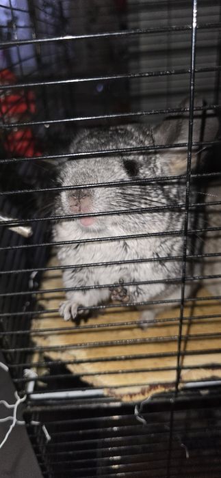 Продаю шиншилл. 15 тыщ