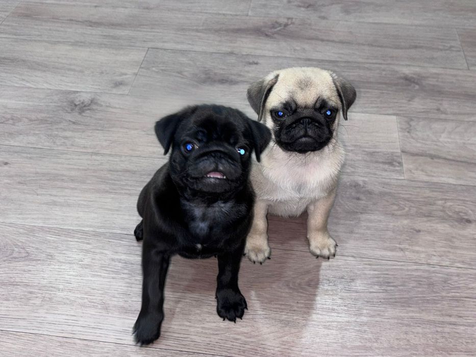 Очаровательные щенки мопса.