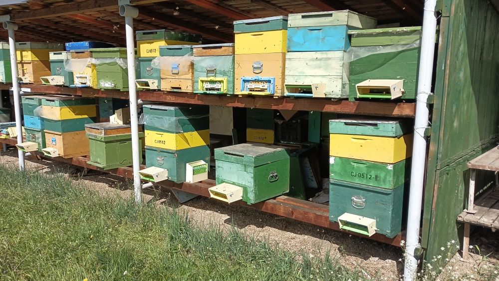 Vând familii de albine