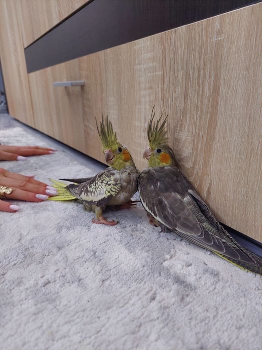 Nimfe jucaușe,pereche