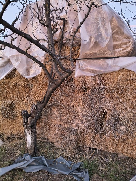 Baloți paie dreptunghiulari