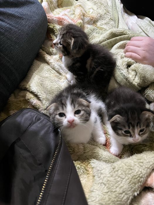 Продается Вислоухохий скотиш фолд