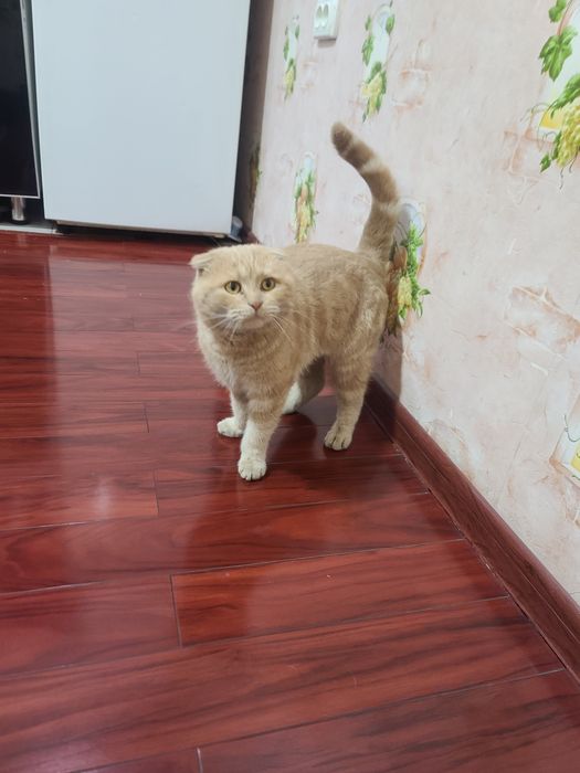 Шотландская вислоухая