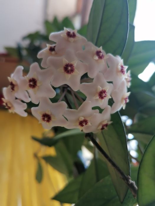 ХОЯ Карноза стрък с коренчета