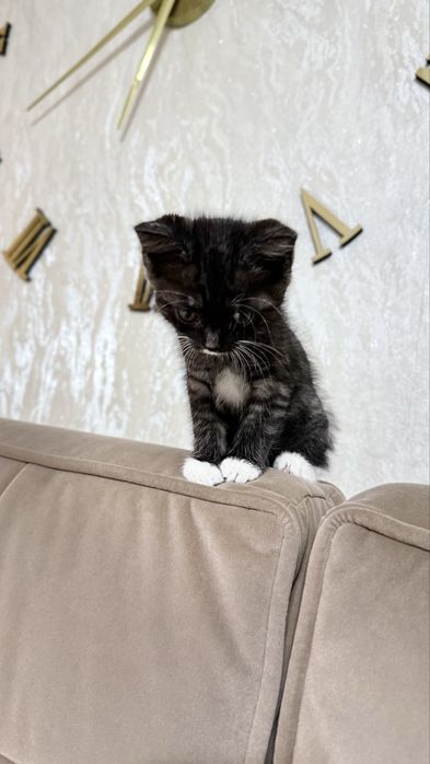Отдам котенка в добрые руки