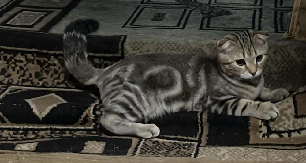 Продам кота срочно