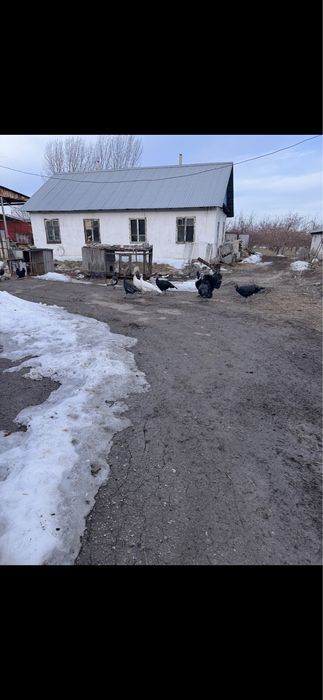 Продам индюков, самцы