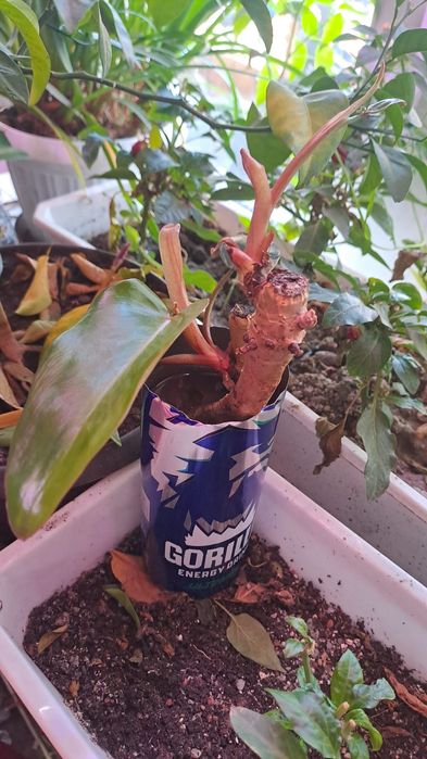 Продам черенки филодендрона