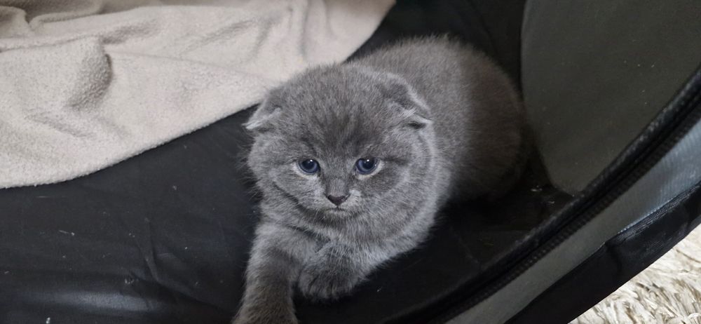 Pui de vânzare 8 săptămâni