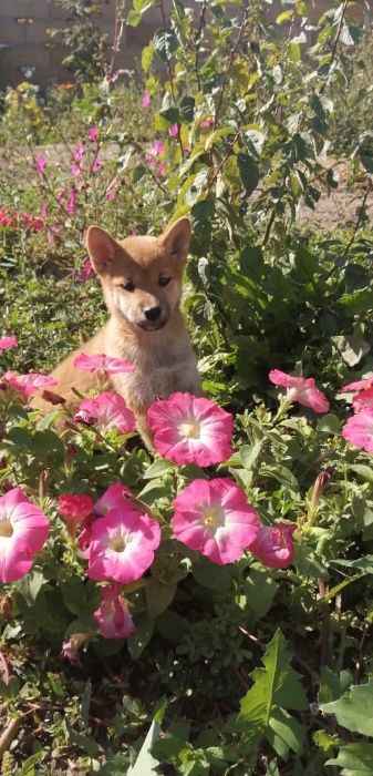 сибочки японские