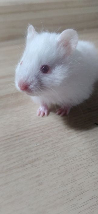Срочно продаётся сирийский хомячок!