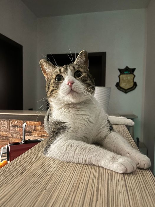 Spre adoptie! Motan sterilizat !