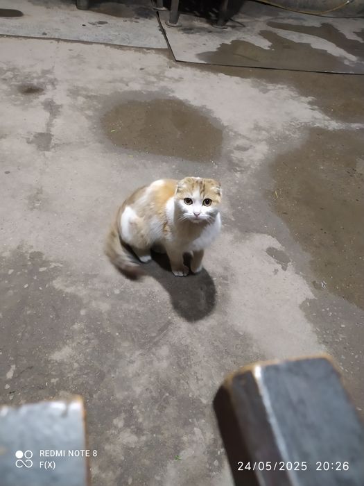 scottish fold 100$ kelishiladi