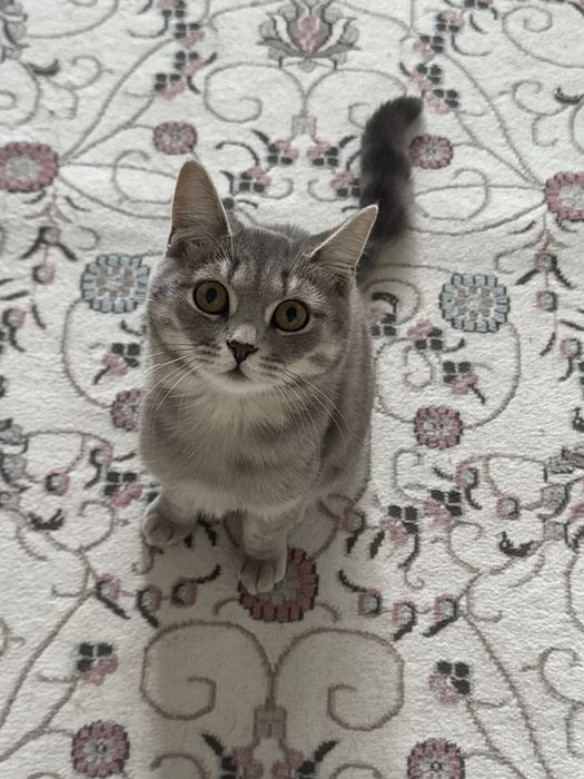 Кошка, наполовину шотланка
