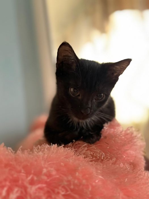 Кошки в добрые руки.