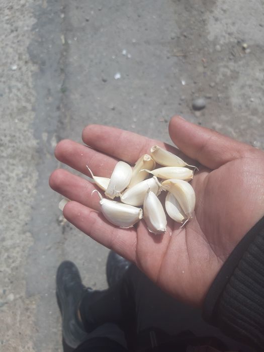 Vand usturoi spaniol si românesc!!!