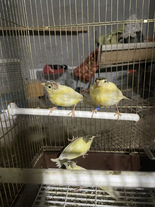 kanareyka maladoyla sotiladi