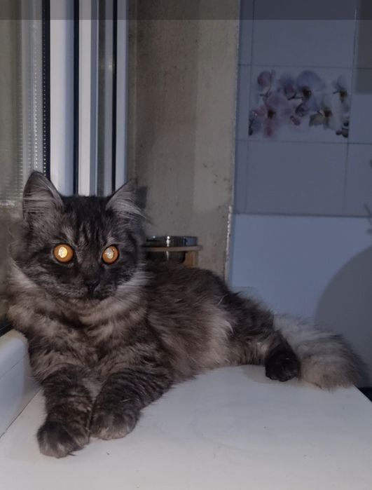 Граф ищет дом. Доставлю!