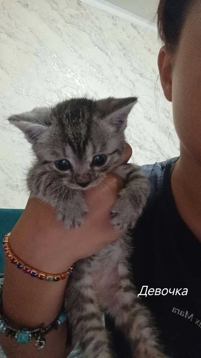 Отдам котят в добрые руки
