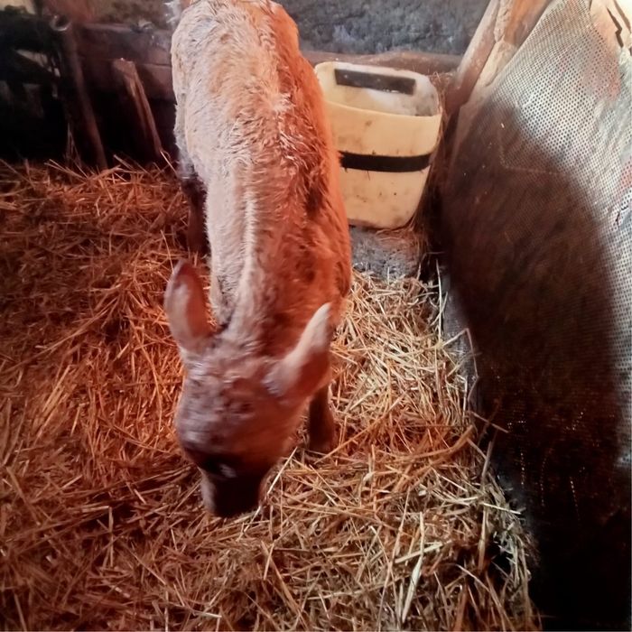 Теленок 90 тыс тг