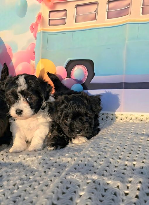 Малтипу /малтийска болонка и пудел тийкъп/