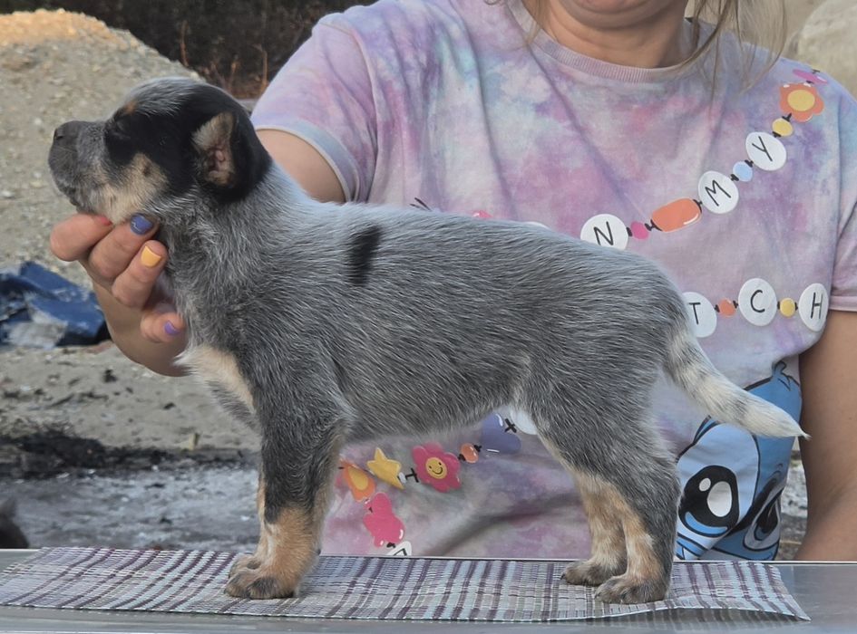 Australian Cattle Dog-femela