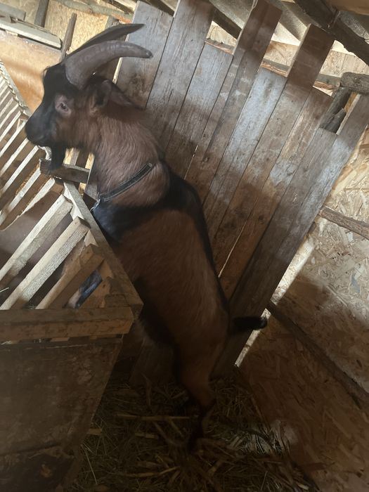 Vând țap Alpin FRANCEZ, varsta 1 an si 2 luni