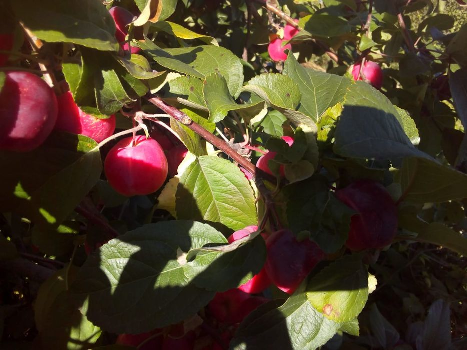 Продам дачу на Уралочке