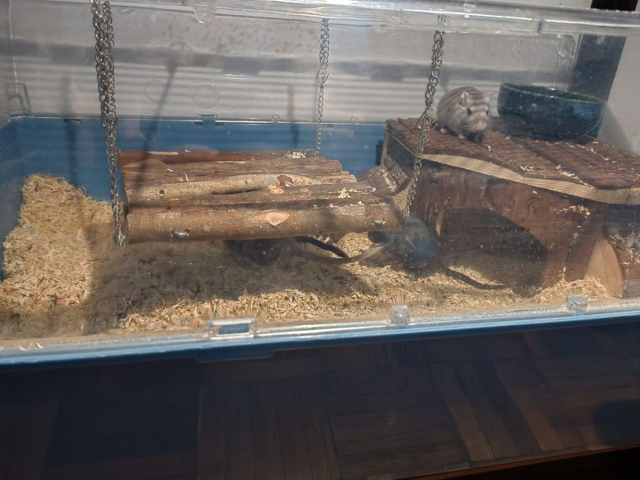 Vând cușcă rozătoare cu 4 gerbili femele