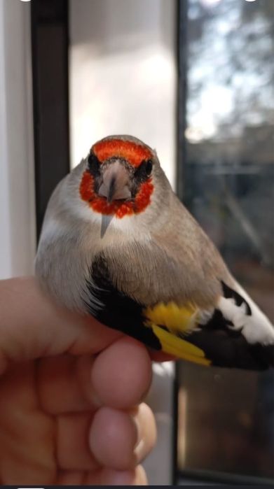 продаю щеглов поющих