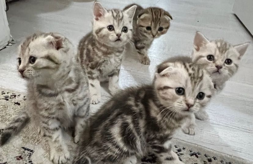 Роскошные Котята