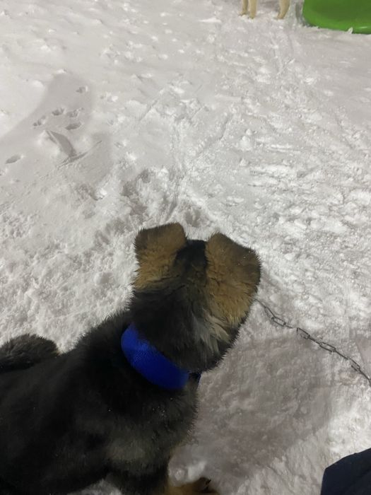 Продам немецкая овчарка