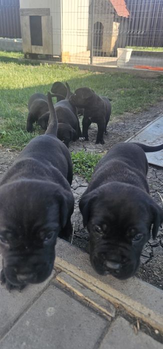 Vand pui Cane Corso
