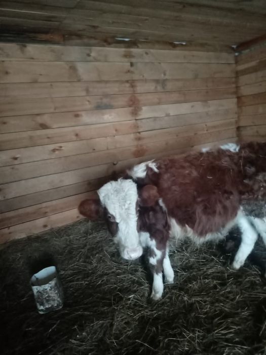 Продам бычок 9 месяц