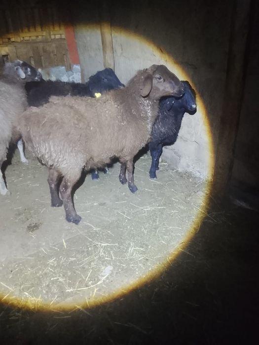 Қой семыз бордақы