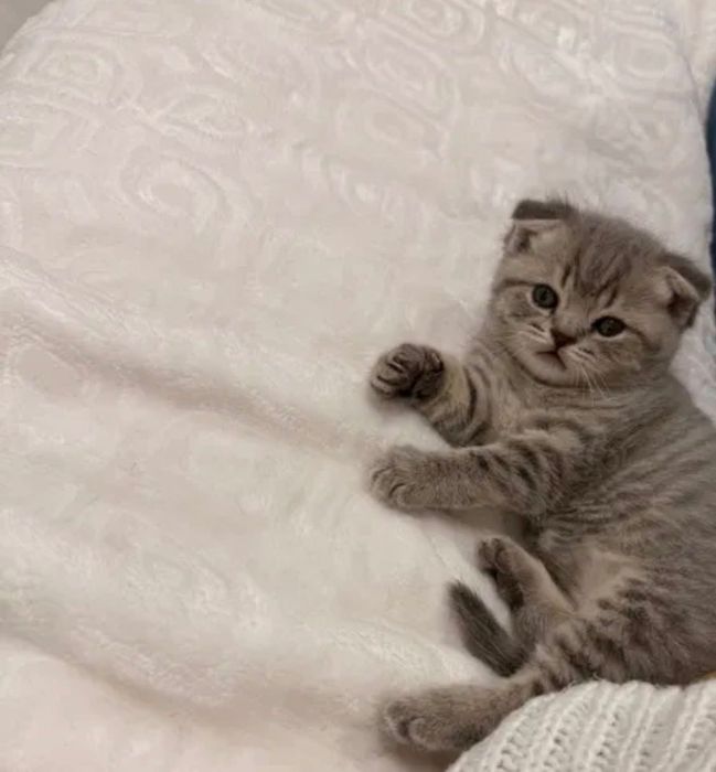 Шотландско клепоухо коте