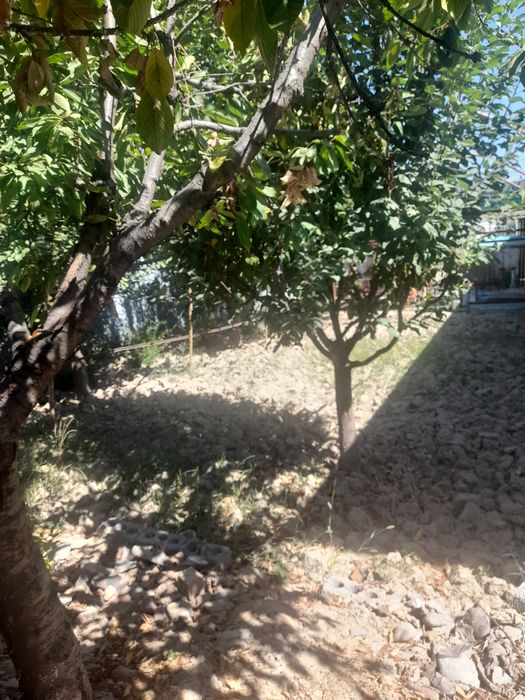 Срочно 4 сотих ер сотилади текис 11 туп дарахти бор газ свет сув