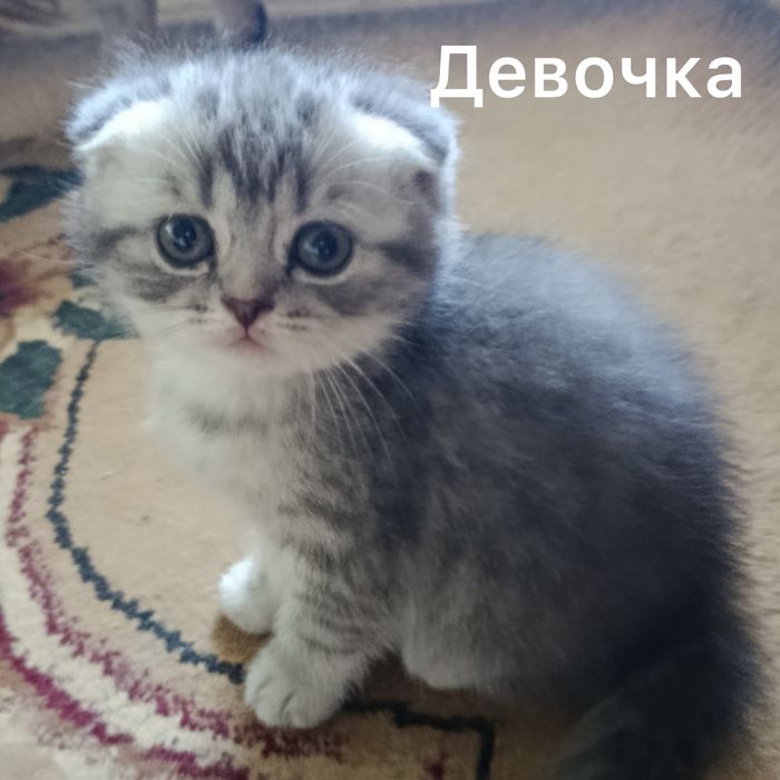 Вислоухая кошка скотиш фолд и Страйт