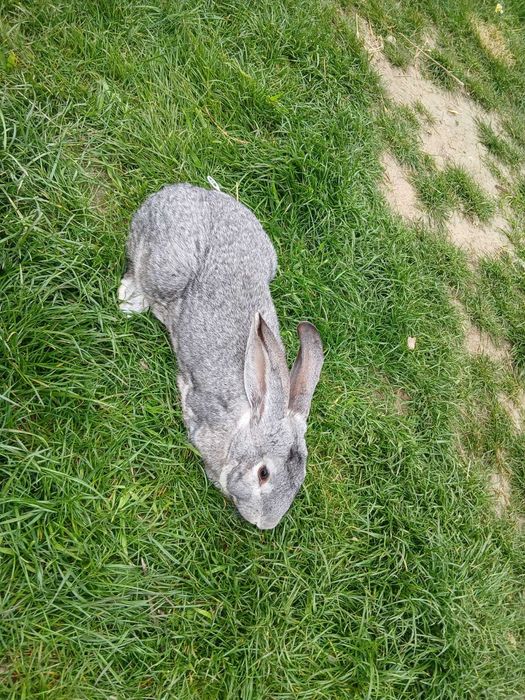 Vând mascul uriaș german