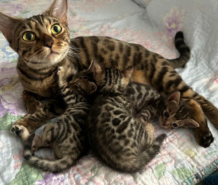 Продаю Бенгальских  котят