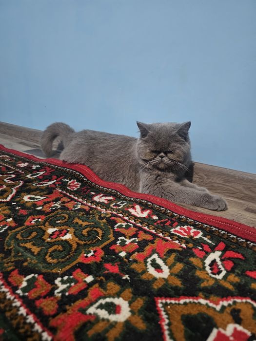 Домашний персидский кот