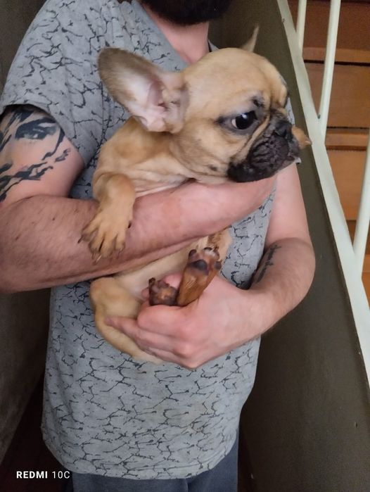 Щенки французского бульдога