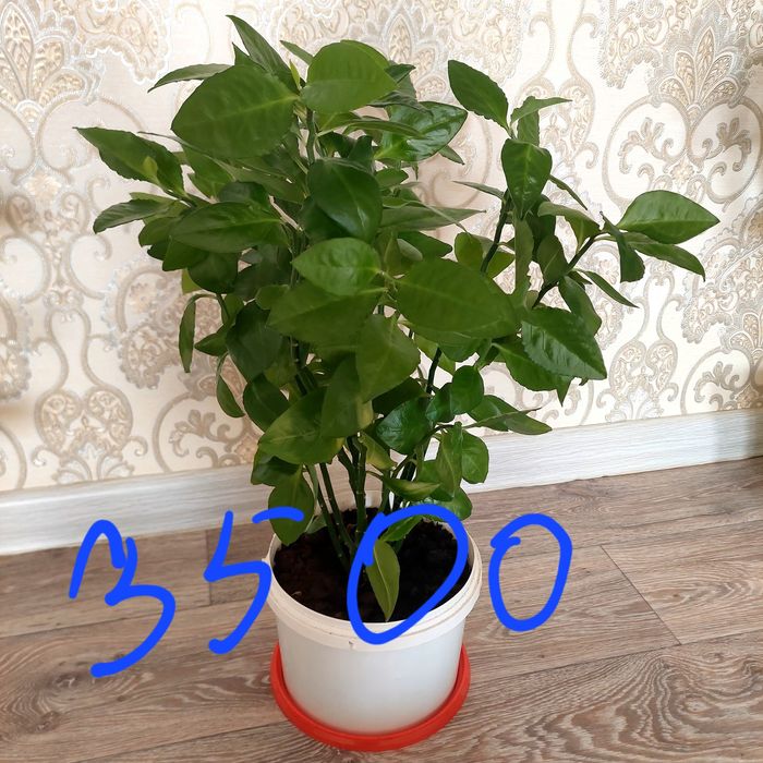 Гулдер сатылады. Арзан